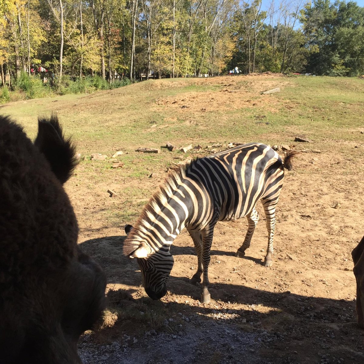 PETTIT CREEK FARMS (Cartersville) - 2022 Qué saber antes de ir - Lo más 