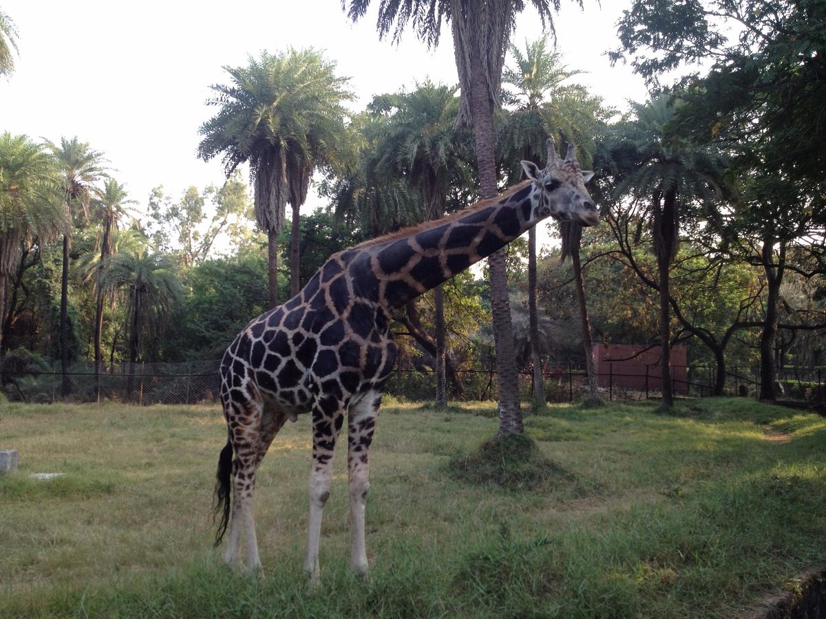 NEHRU ZOOLOGICAL PARK (Hyderabad) - All You Need to Know BEFORE You Go