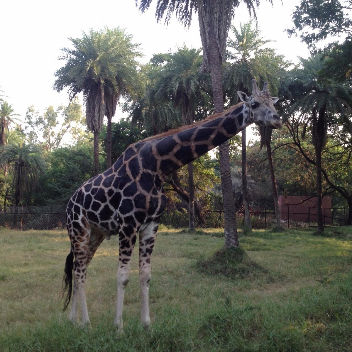 Nehru Zoological Park (Hyderabad) - All You Need to Know BEFORE You Go
