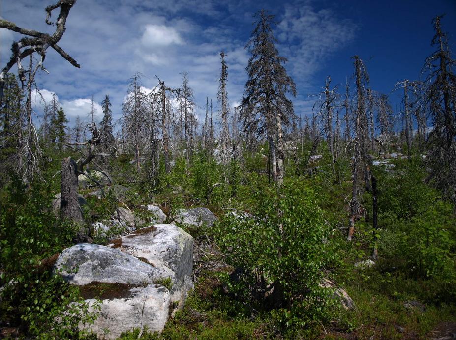 Vottovaara Mountain (Republic Of Karelia) - Lohnt Es Sich? (Mit Fotos)