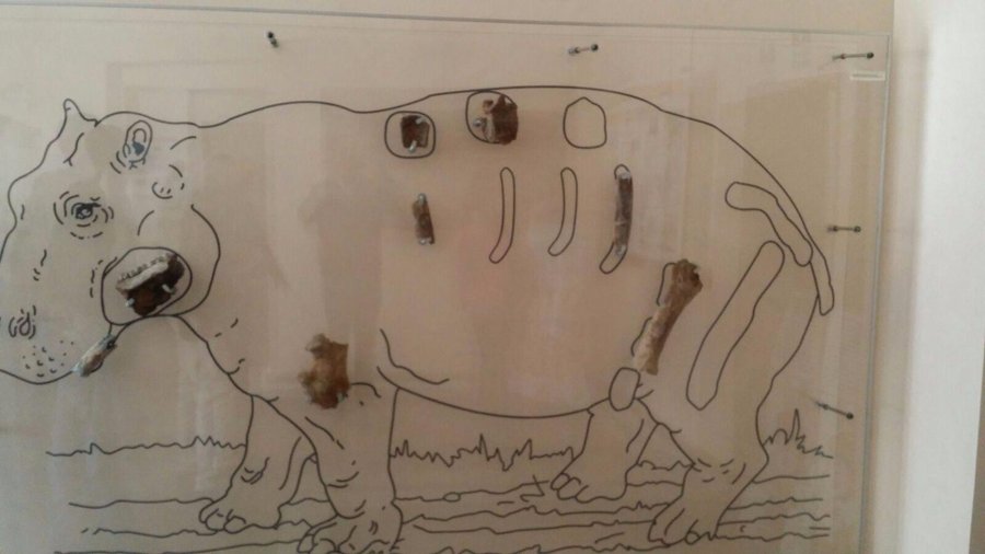 Ippopotamo
