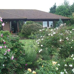 Rose bed.