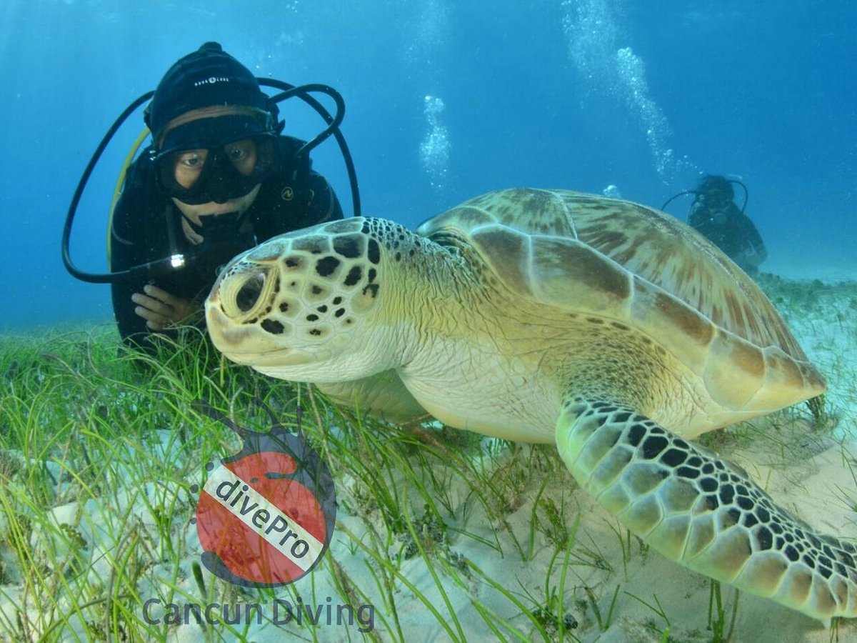 cancun diving reviews