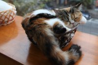 Cute angry cat haha - didn't move from top shelf - can't touch cats up  there – Foto de Cat Cafe Hapineko, Shibuya - Tripadvisor