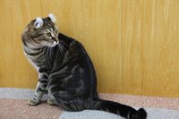 Cute angry cat haha - didn't move from top shelf - can't touch cats up  there – Foto de Cat Cafe Hapineko, Shibuya - Tripadvisor