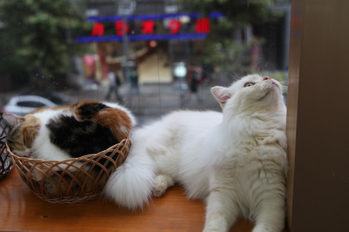 Cute angry cat haha - didn't move from top shelf - can't touch cats up  there – Foto de Cat Cafe Hapineko, Shibuya - Tripadvisor