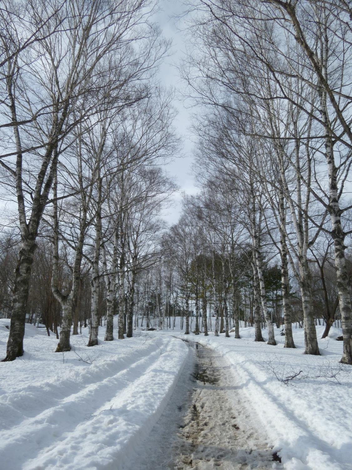 OBIHIRO FOREST HAGUKUMU : Ce qu'il faut savoir pour votre visite (avec ...