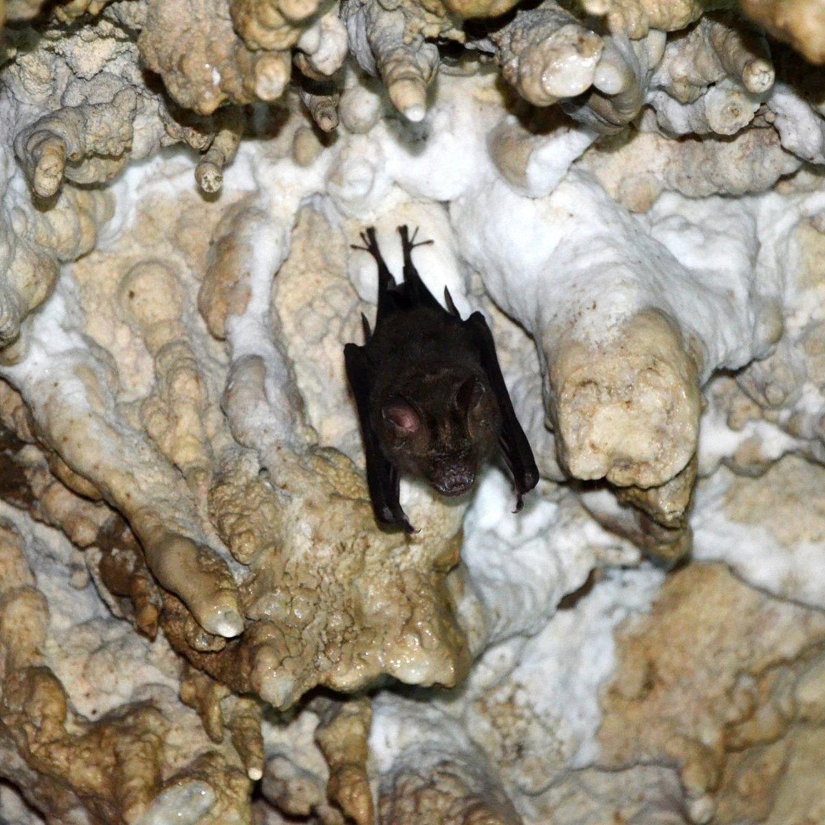 22年 Bat Cave 行く前に 見どころをチェック トリップアドバイザー 22年 Bat Cave 行く前に 見どころをチェック トリップアドバイザー