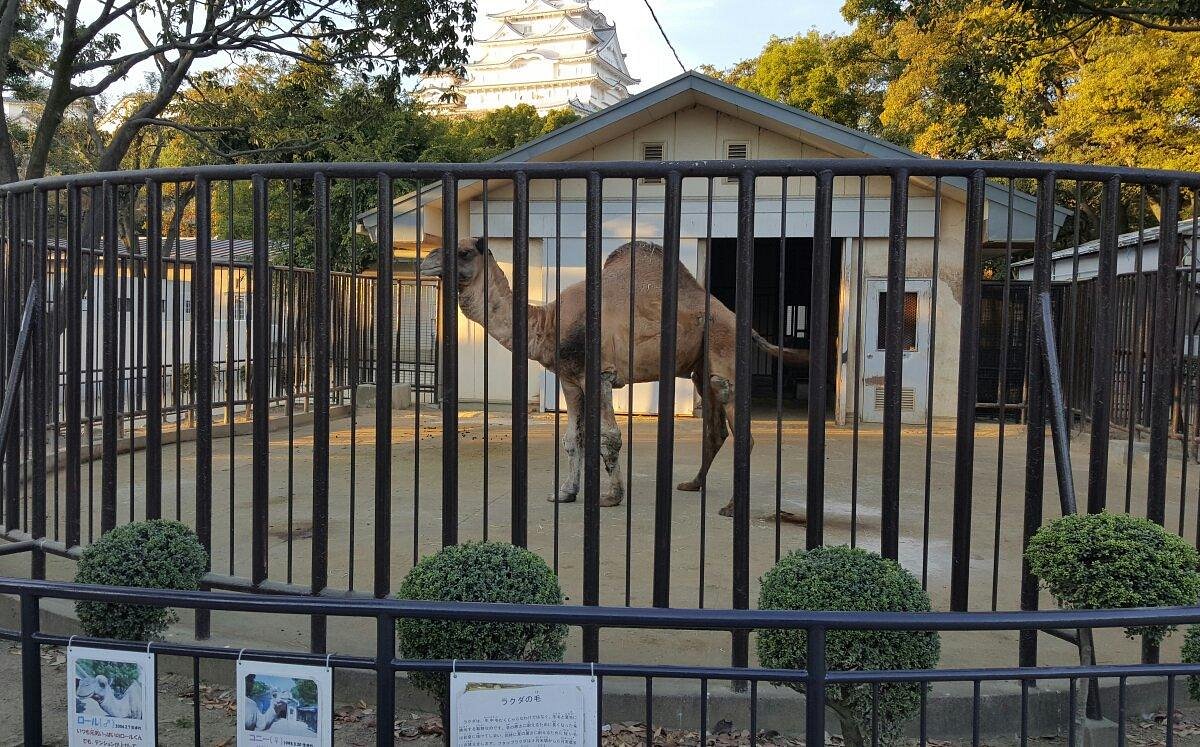 Himeji City Zoo, Химэдзи: лучшие советы перед посещением - Tripadvisor