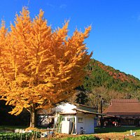 銀杏