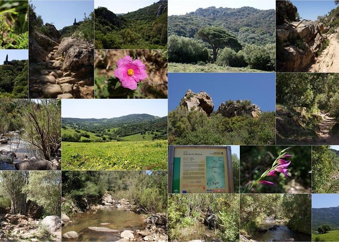 Ruta de los Molinos. Patrite. Alcalá de los Gazules