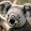 patboonya