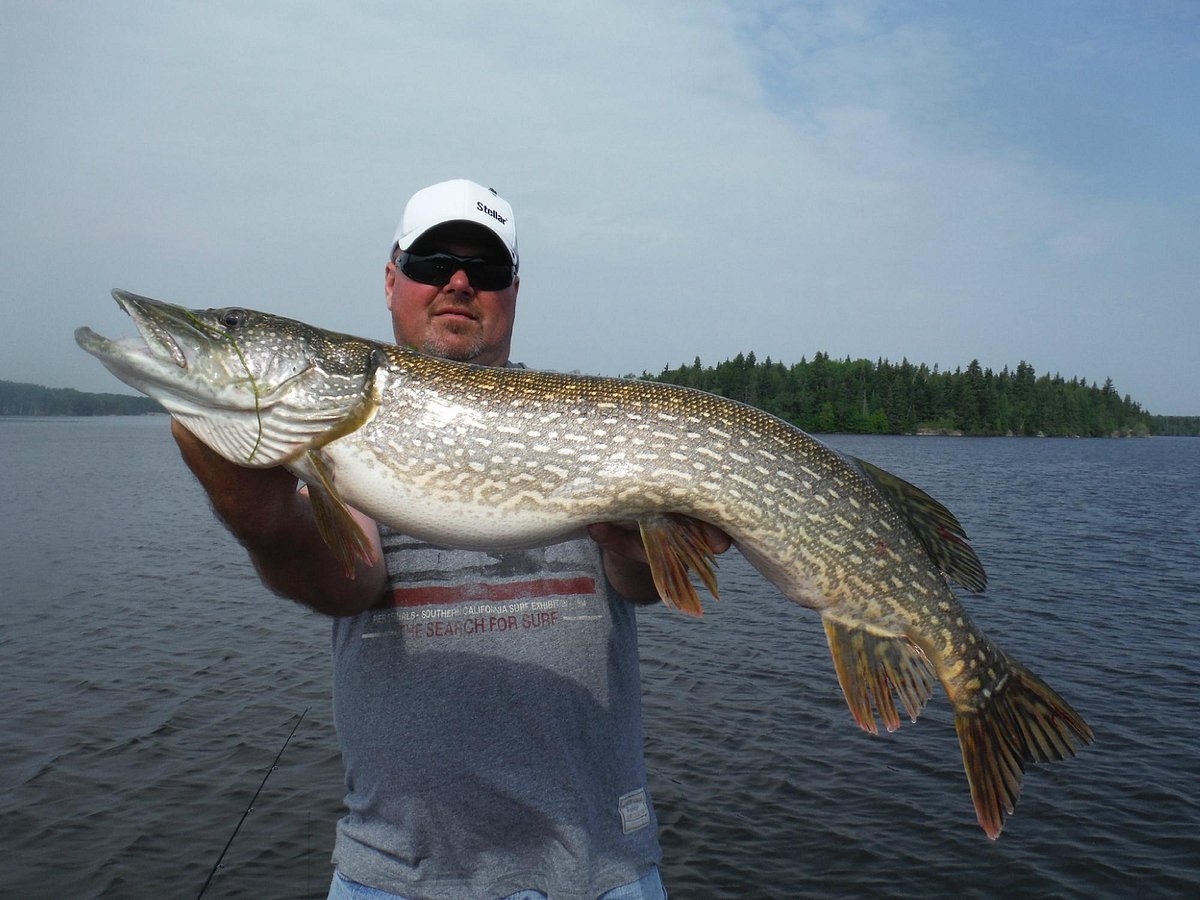 Owls Nest Lodge - Lake Trout, Pike and Walleye Fishing on Trout