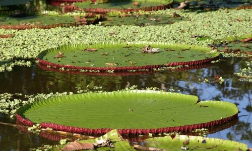 ECOLOGICAL JUNGLE TRIPS (NAUTA, PERU): 329 fotos, comparação de preços e  avaliações - Tripadvisor