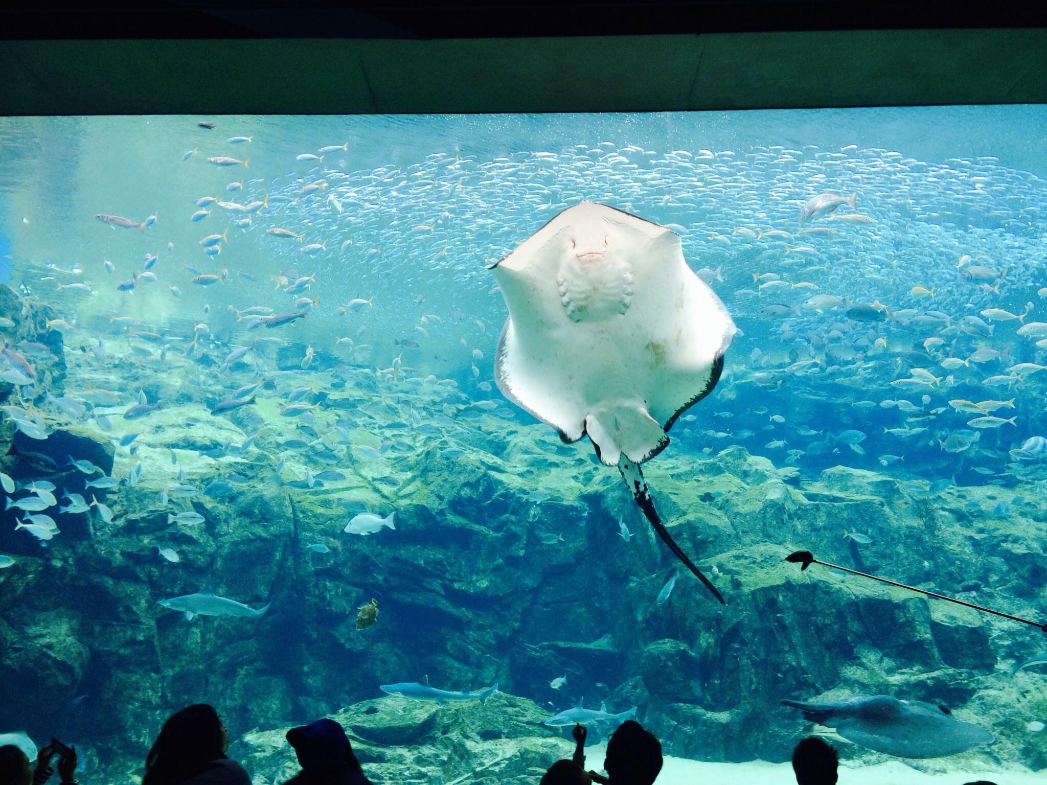 2024年 九十九島水族館 海きらら - 出発前に知っておくべきことすべて - トリップアドバイザー