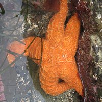 Starfish.