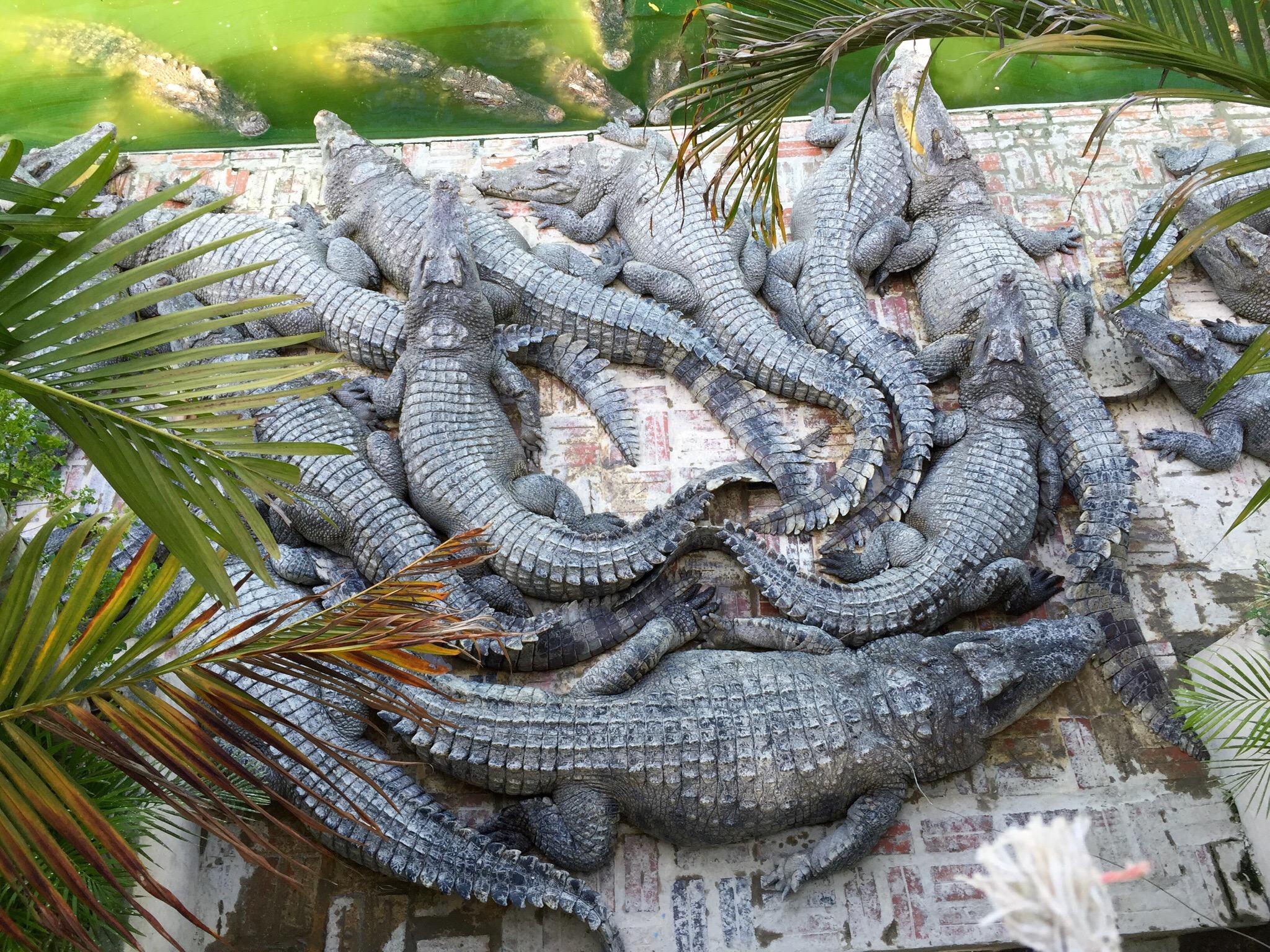 2024年 Battambang Crocodile Farm - 行く前に！見どころをチェック