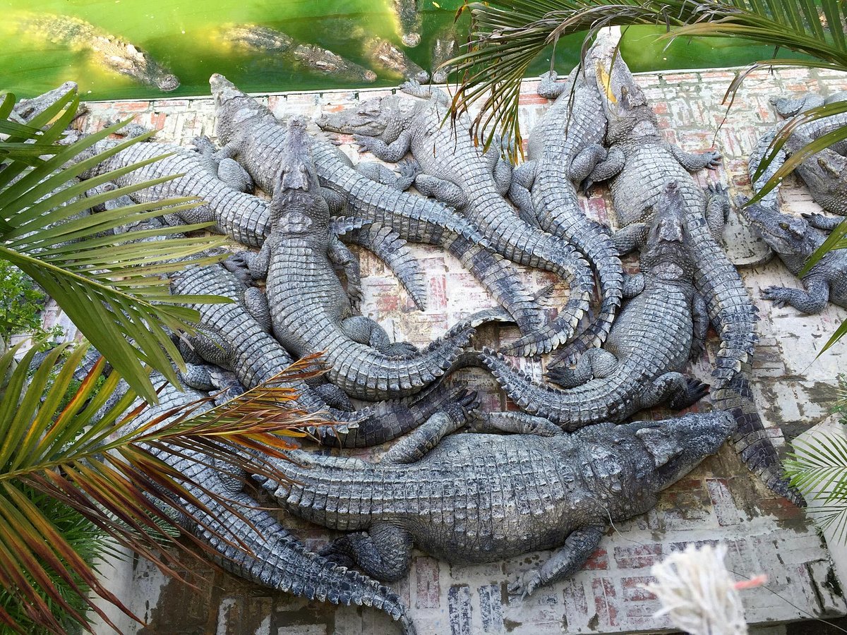 Cambodia's crocodile farmers and conservationists forge unlikely alliance