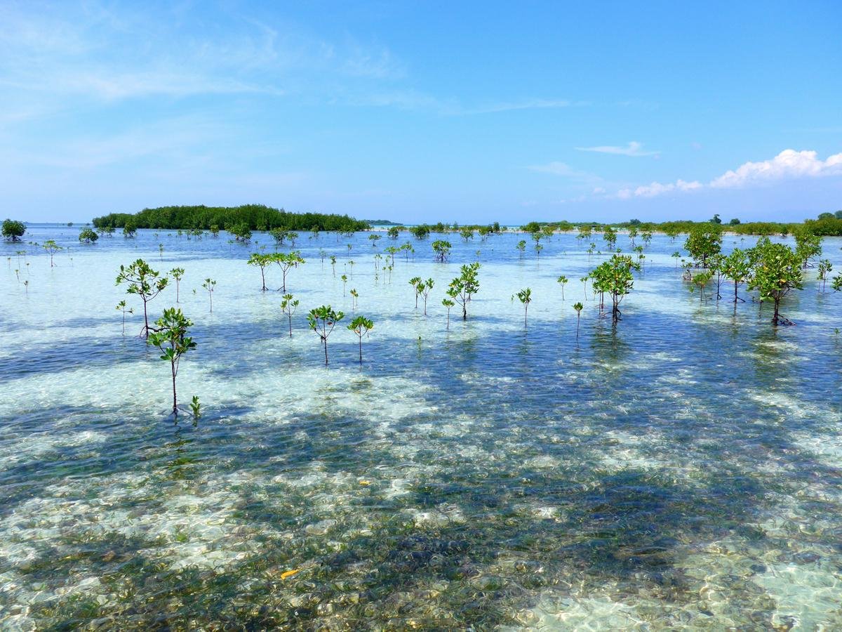 Olango Island (Cebu, Philippines) - Đánh Giá - Tripadvisor