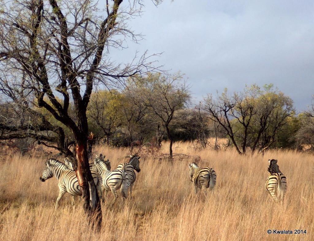 Dinokeng Game Reserve, Hammanskraal: лучшие советы перед посещением -  Tripadvisor