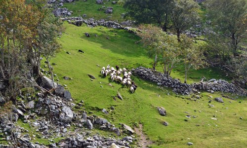 Sheep dog herding