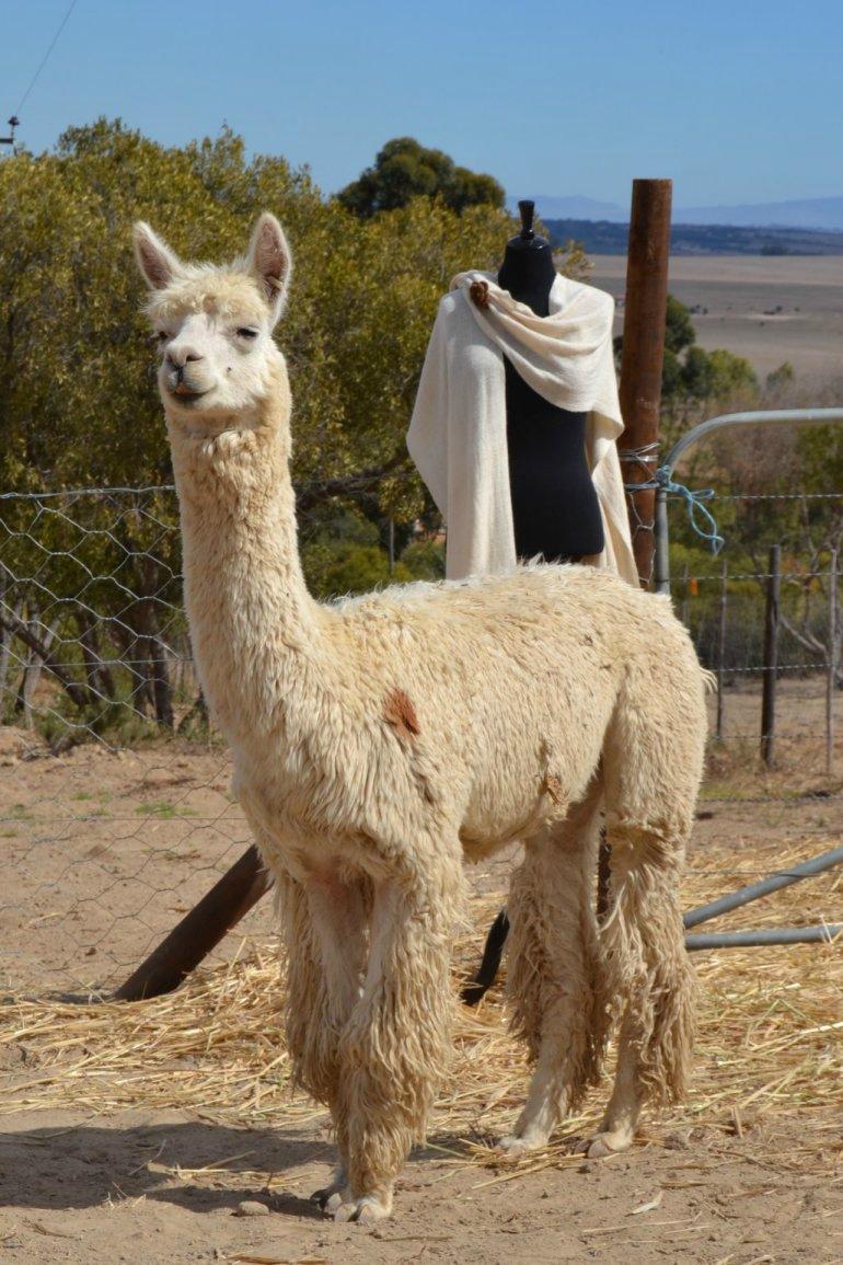 The Alpaca Loom Coffee Shop Weaving Studio Suider Paarl The