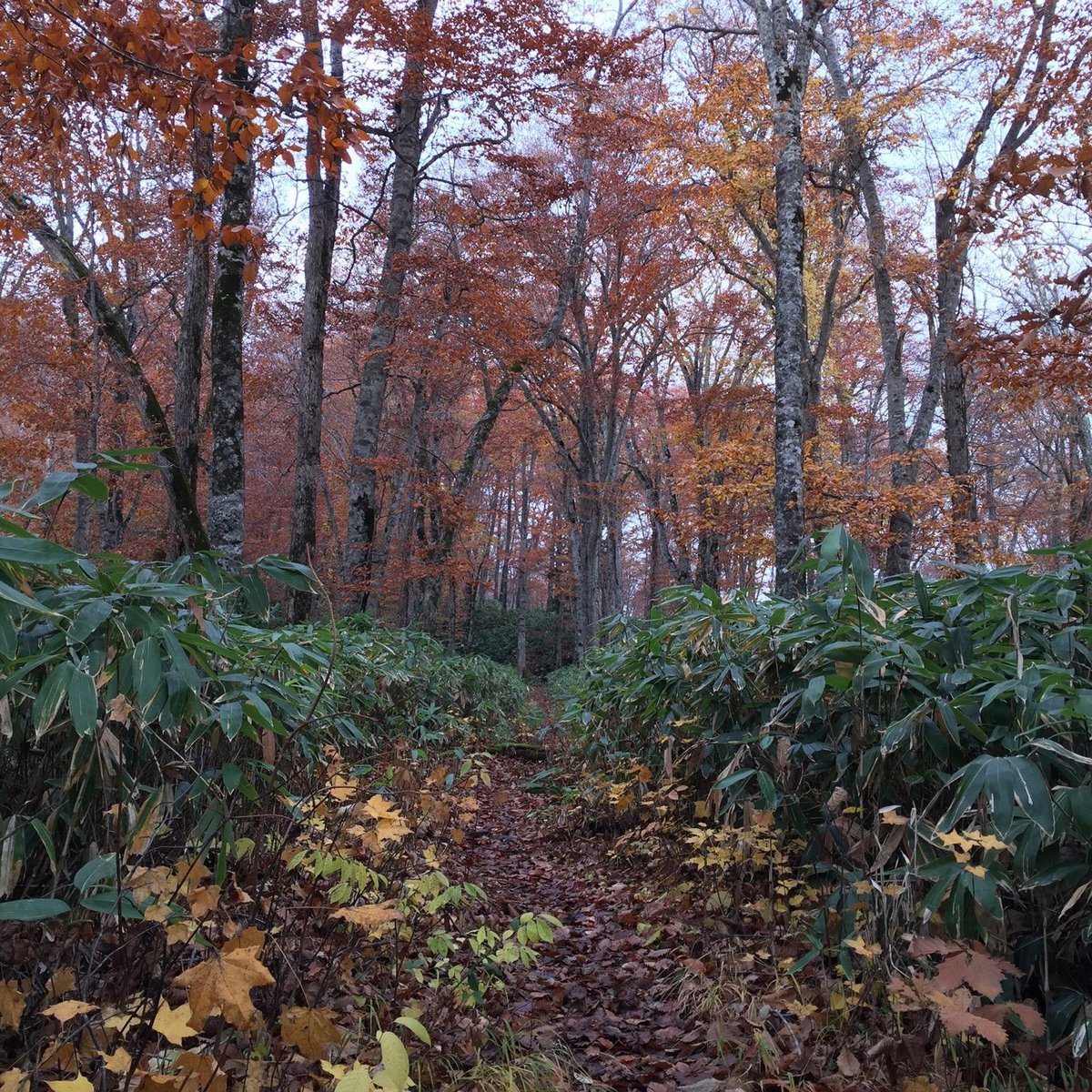 Utasai Beech Forests - All You Need to Know BEFORE You Go (2024)