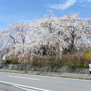 21年 浄専寺しだれ桜 行く前に 見どころをチェック トリップアドバイザー