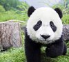 Binh An L