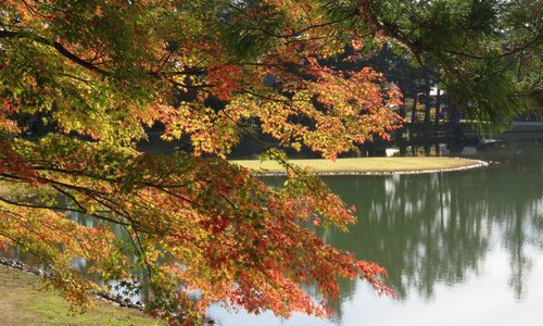 毛越寺