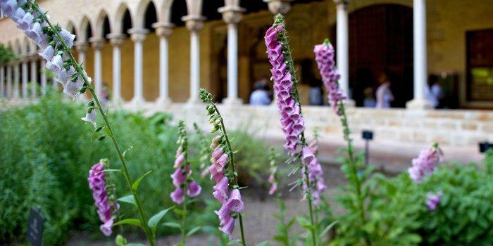 Imagen 7 de Reial Monestir de Santa María de Pedralbes