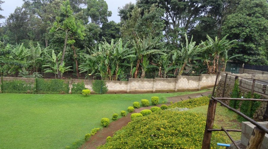The hotel is surrounded by green banana plantations