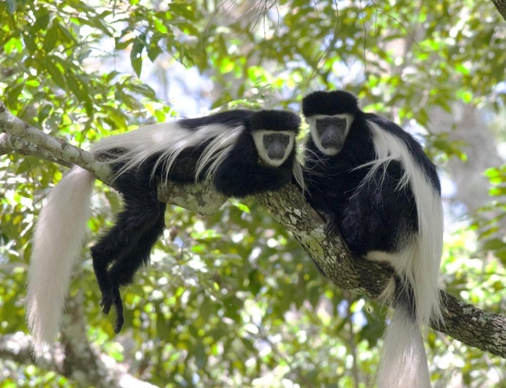 Colobus Conservation (Diani Beach) - All You Need to Know BEFORE You Go