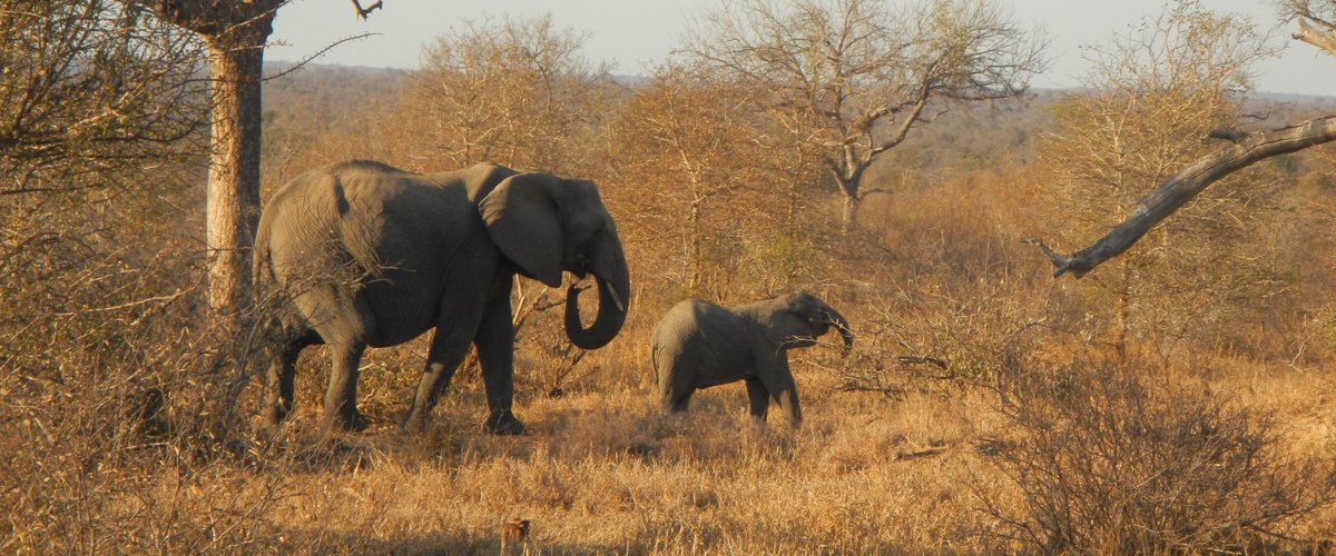 Mama and baby Ellie