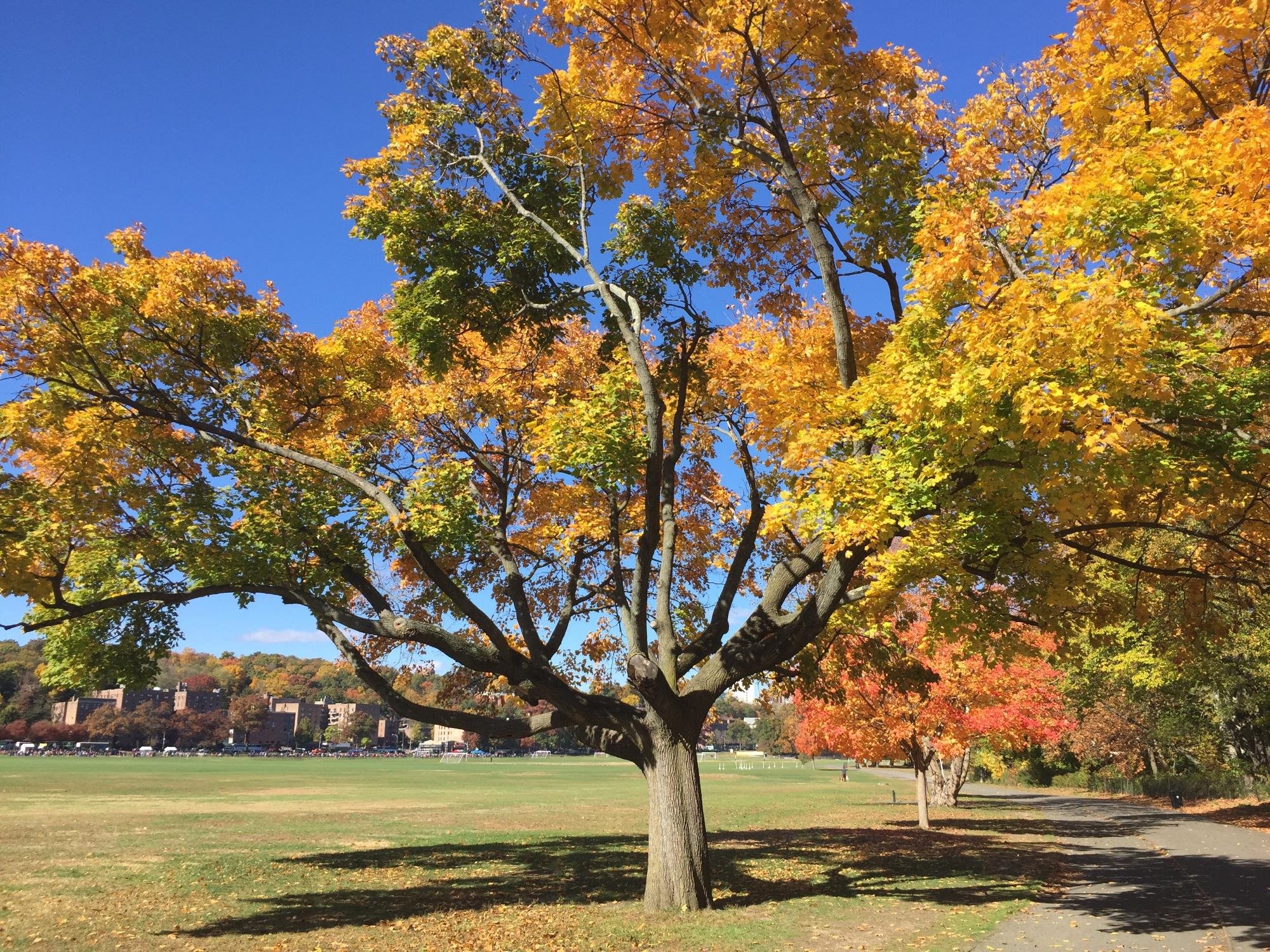 van-cortlandt-park.jpg