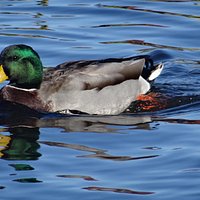 It's just ducky here!