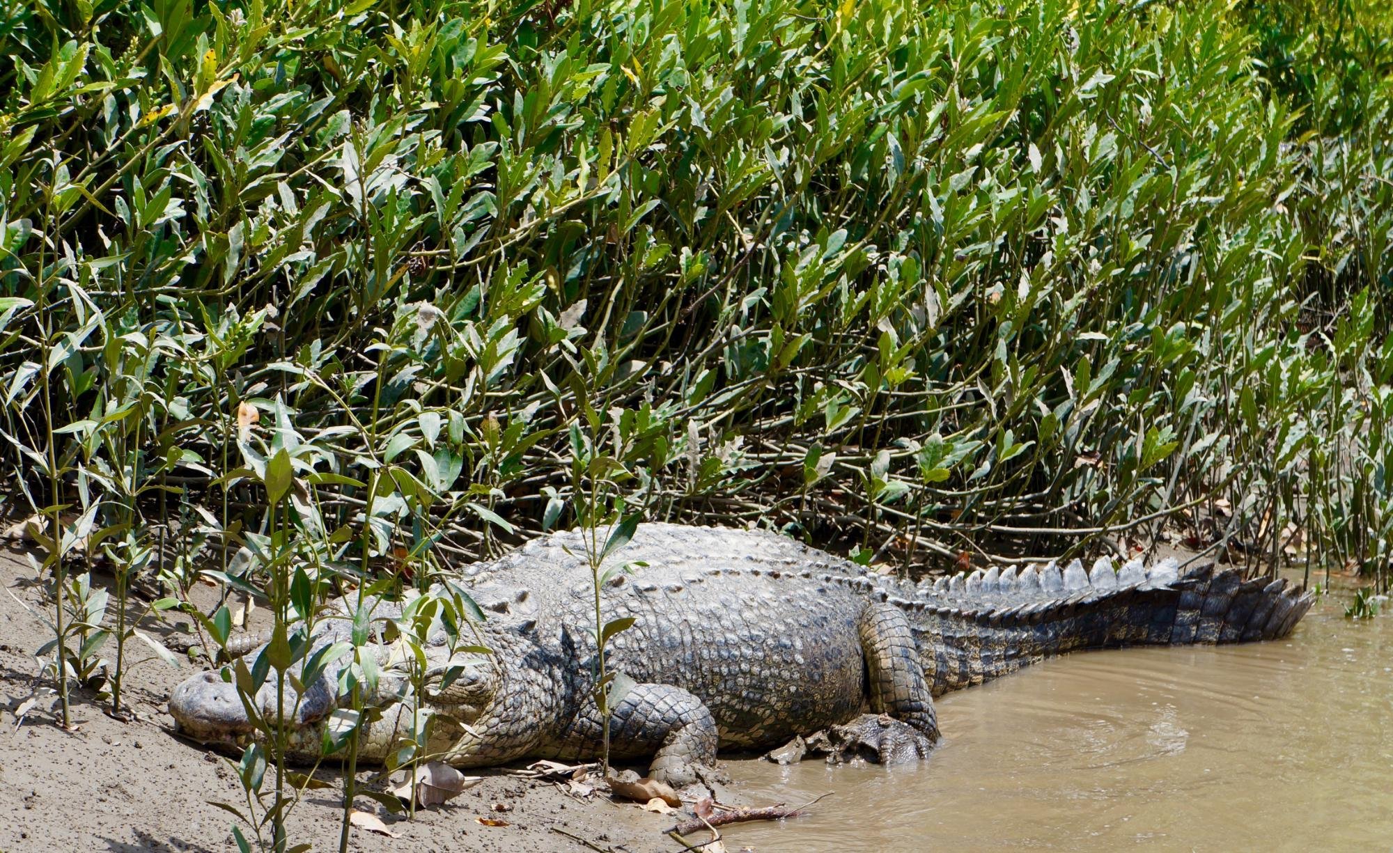 Crocodile explorer online watch