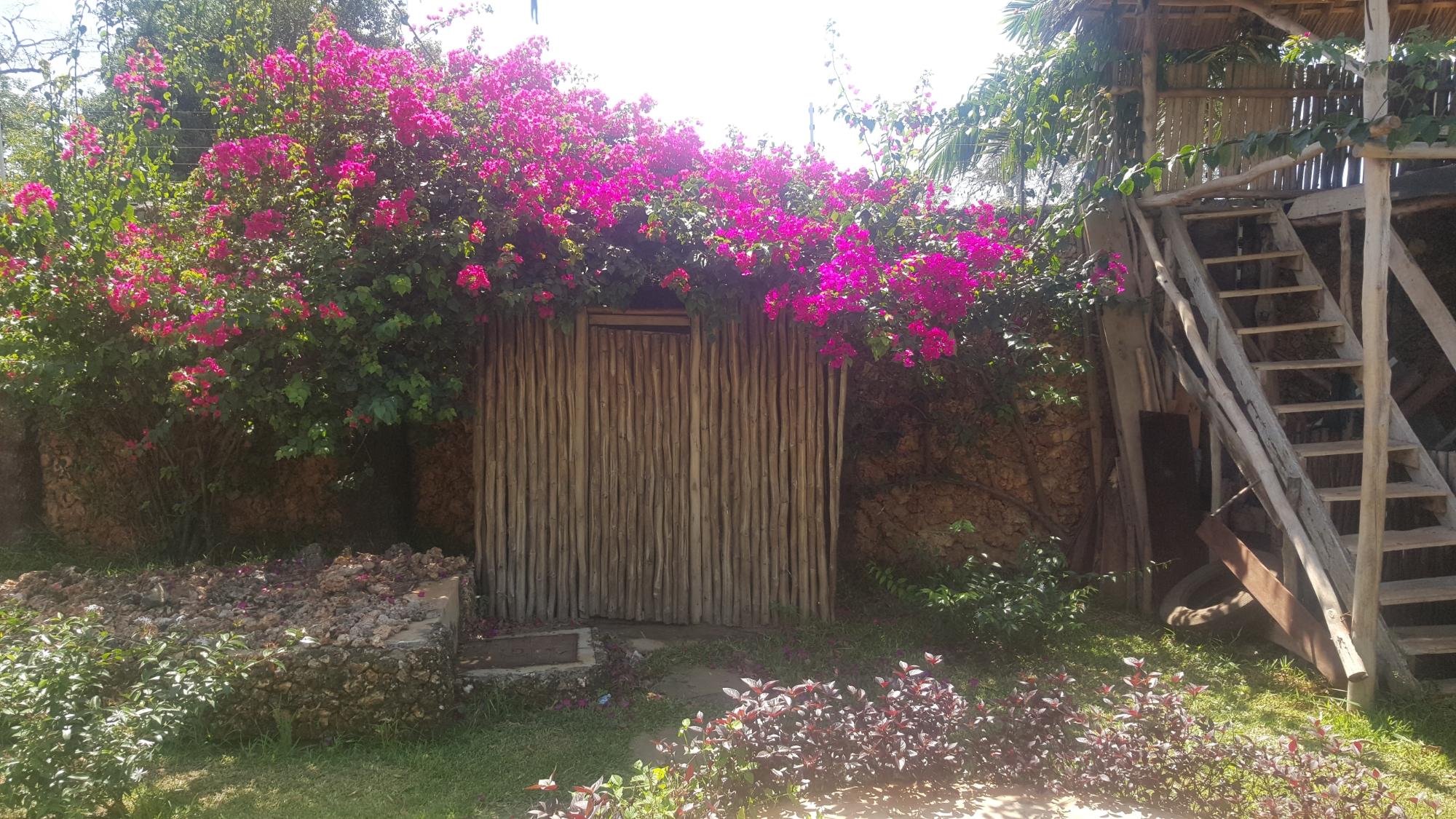 Hotel photo 1 of Diani Backpackers.