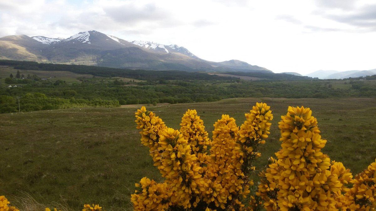 2 Places to Spot a Highland Cow Near Spean Bridge - Distant Hills Guest  House