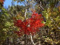 2021年 紅葉台木曽馬牧場 行く前に 見どころをチェック トリップアドバイザー