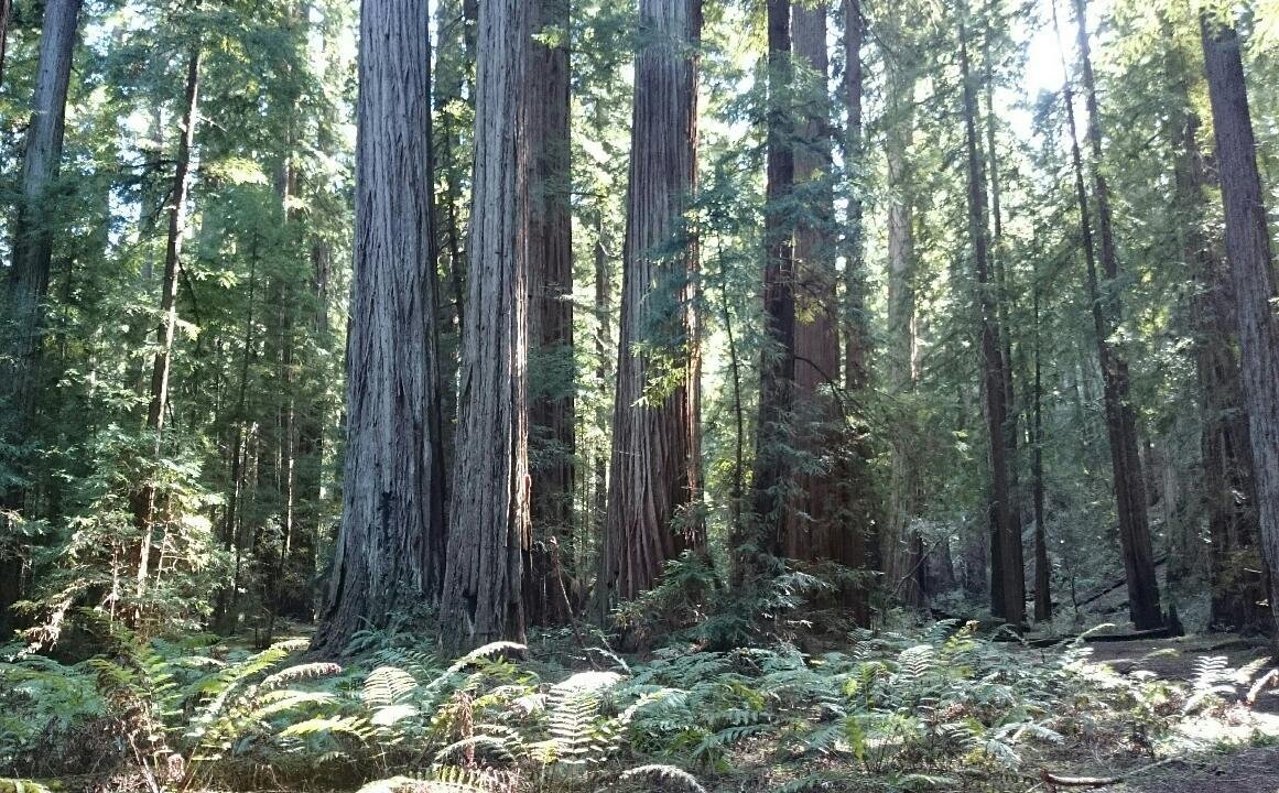 Montgomery Woods State Reserve (Ukiah) - All You Need to Know BEFORE You Go