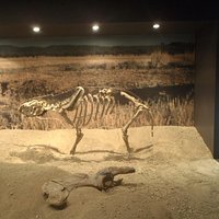 Skeleton