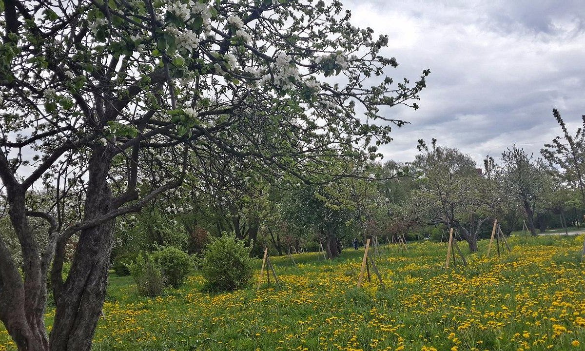 Самку большого пестрого дятла заметили в Яблоневом саду в Купчино