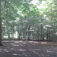 Bayhurst Wood