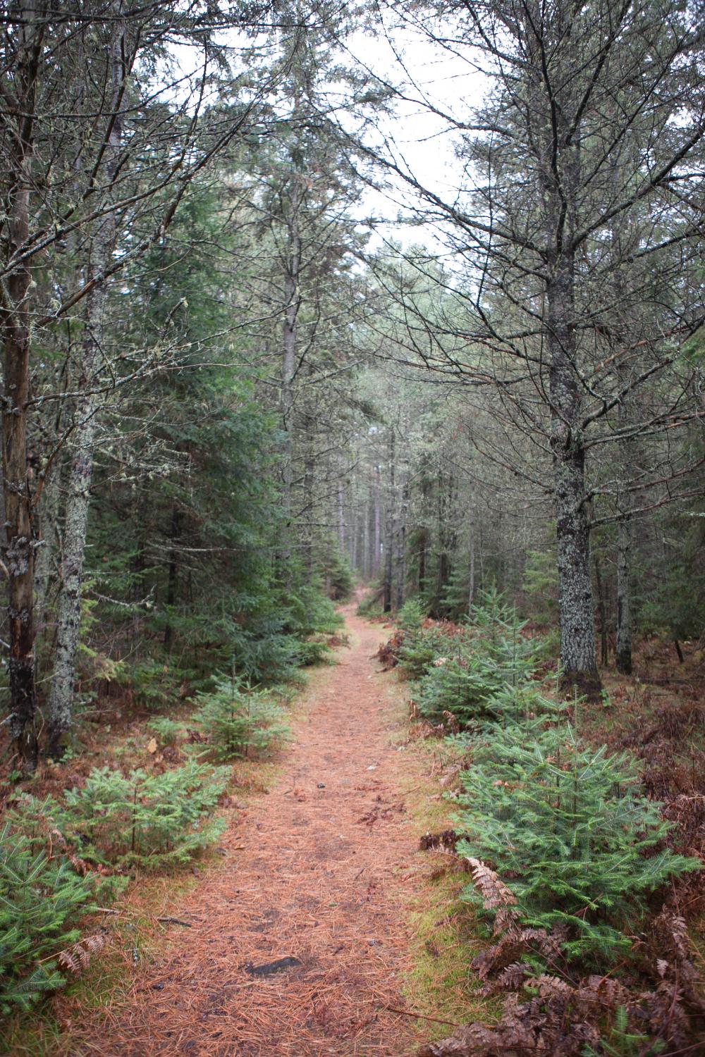 Old railway bike trail near me sale