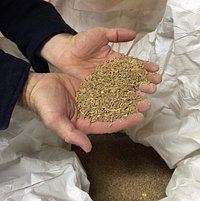 Red winter wheat as the base