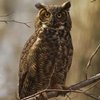 OWL78654
