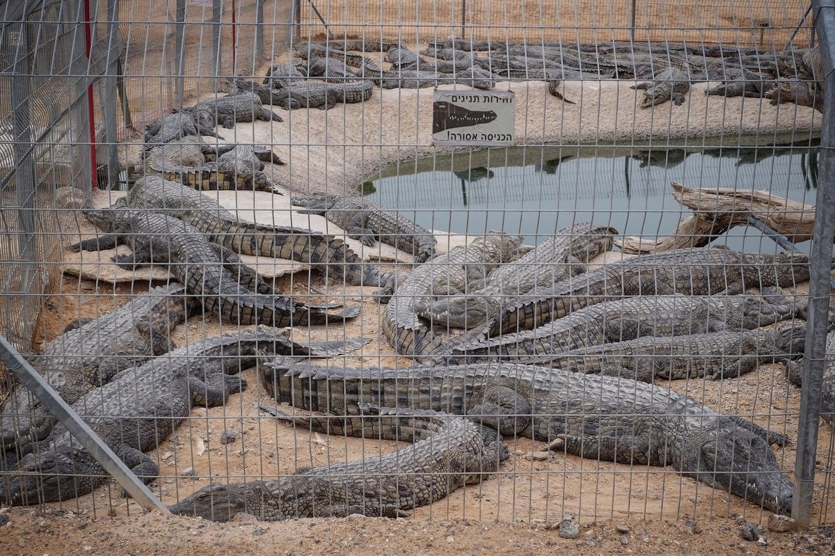 Crocoloco Crocodile Farm, Ir Ovot: лучшие советы перед посещением -  Tripadvisor