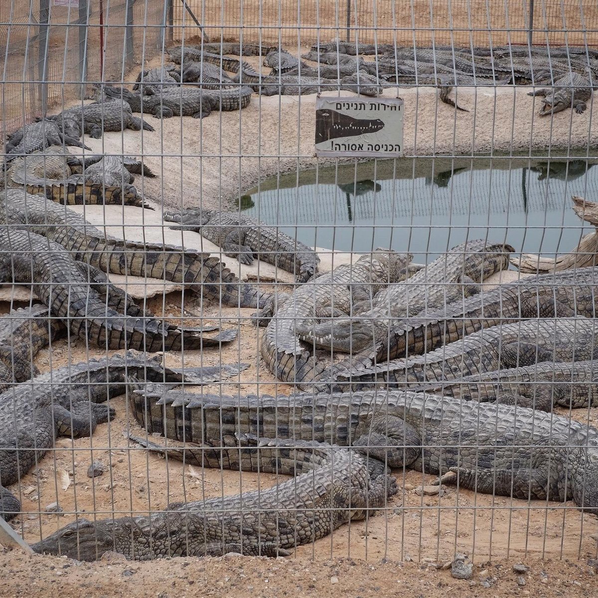 CROCOLOCO CROCODILE FARM (2024) All You Need to Know BEFORE You Go ...