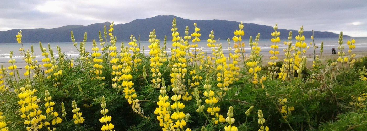 More Lupins